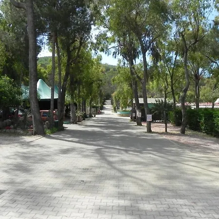 Lacona