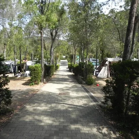 Lacona